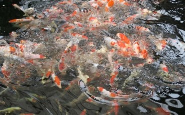 Yamakoshi is listed on the Japan’s Agricultural Heritage and is known for the birthplace of Nishiki Koi in Japan.