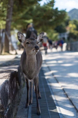 Miyajima-Budget-06507