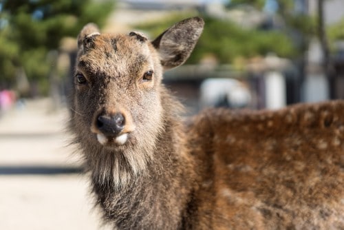 Miyajima-Budget-06514