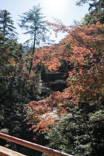 Miyajima-Budget-06542