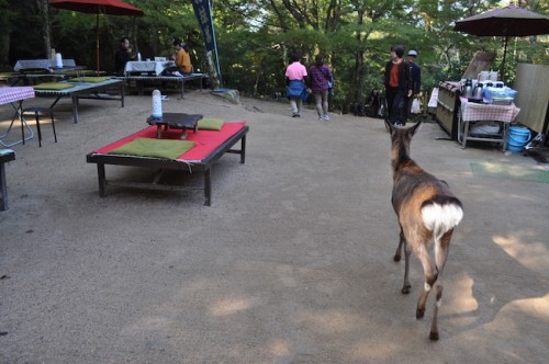 Deer Miyajima