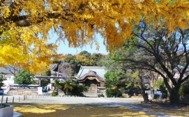 beautiful ginkgo tree with yellow leaves in Yugyo-ji temple