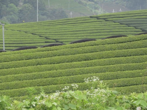 The majority of Japanese green tea comes from Shizuoka prefecture. 