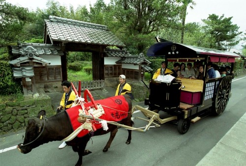 Ox carriage ride in Izumi city