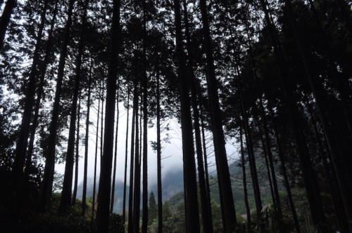 The forests in Imari yaki