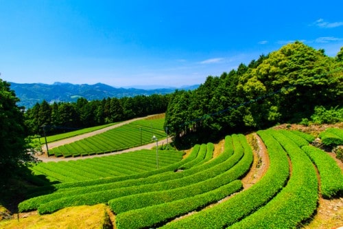 tea garden in Ureshino, Saga