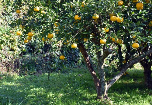 orange tree