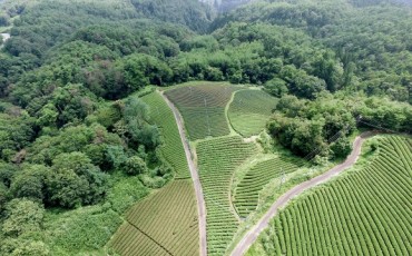 green tea farms in Japan