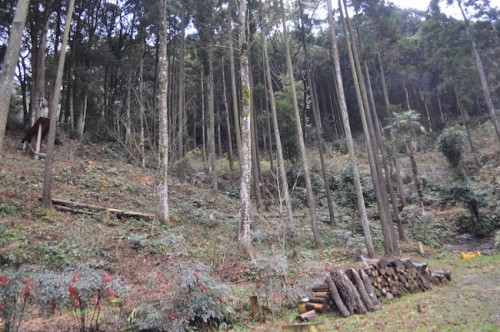 In the top left corner you can see the ledge of the zipline that swings you across the forest!