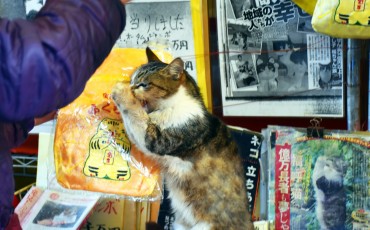 cat island in Karatsu