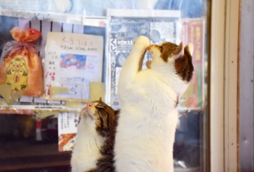 praying cat
