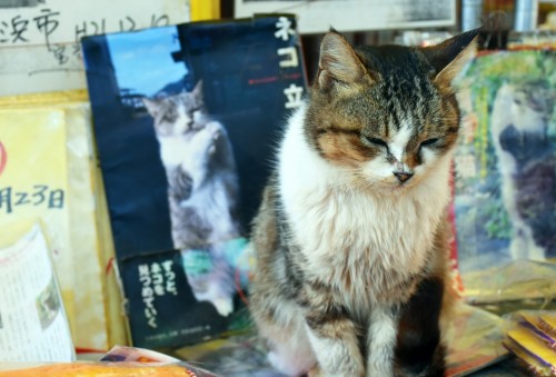 cat island