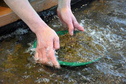 panning gold