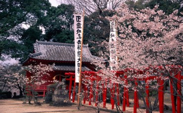 cherry blossoms in ogi city, Saga, Kyushu