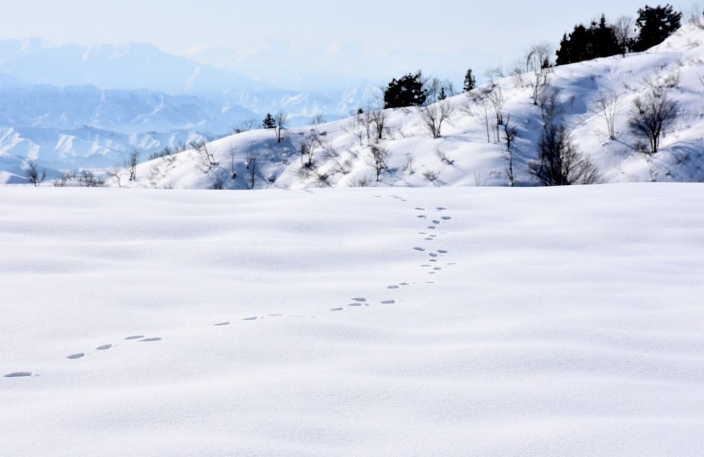 rabbit tracks