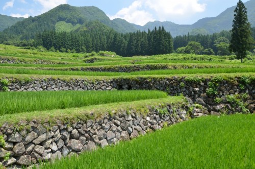 Terraced rice fields in Iiyama Fukushima 