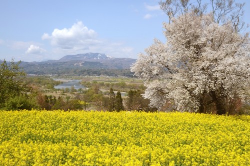 Cherry blossoms and canola flowers during spring in Iiyama