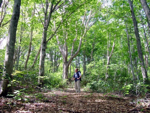 Hiking trail in Iiyama Alps is open all year round.