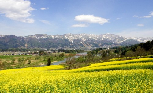 Nanohana (canola) flowers in full bloom in Iiyama