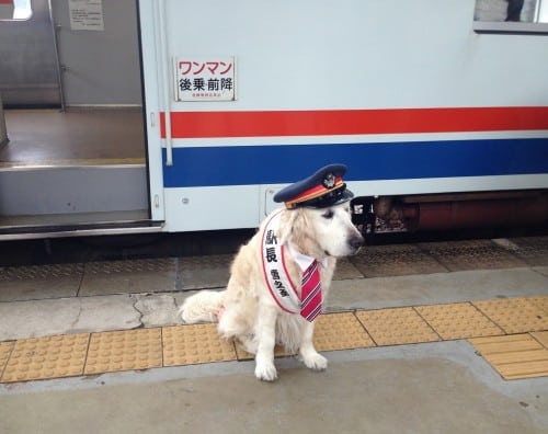 The doggy train staff?? in Mino city