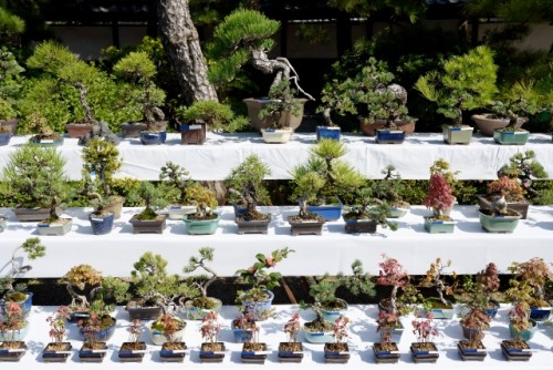 Bon-sai(盆栽) literally translates to "tray planting," which is exactly what the art of bonsai is.