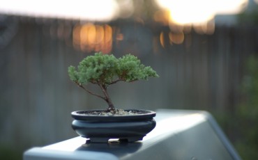Japanese Bonsai has spread throughout the world.