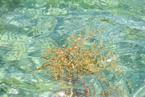 The water is turquoise at Ogi town beach, Sado island, Niigata, Japan