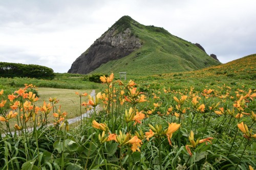 Onogame at Sado island plunges into the sea and offers a beautiful spectacle with millions of yellow flowers.