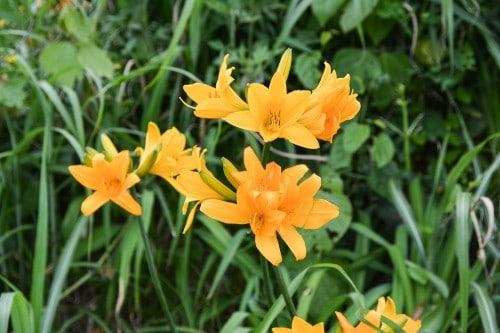 Onogame at Sado island plunges into the sea and offers a beautiful spectacle with millions of yellow flowers.