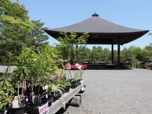 Plants or Flowers sold at Jorakuen Japanese Garden, Fukushima, Japan.