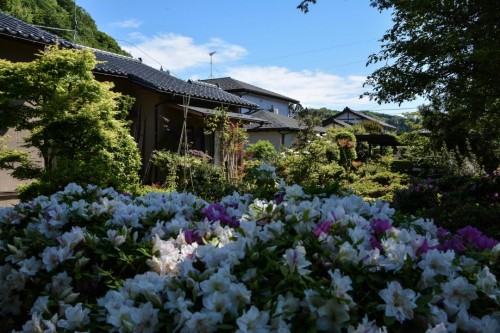 Flowers at Mr. Kishi's Residence in Murakami