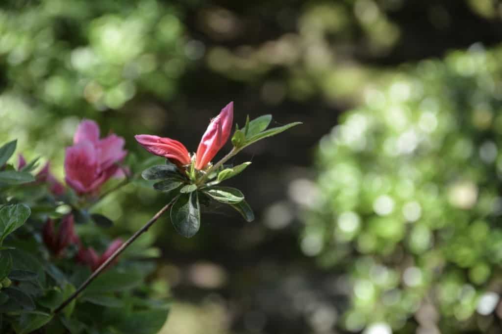 Flowers at Mr. Kishi's Residence in Murakami