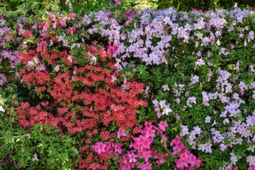 Flowers at Mr. Kishi's Residence in Murakami