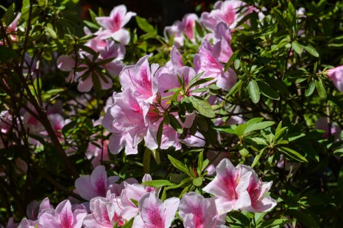 Flowers at Mr. Kishi's Residence in Murakami