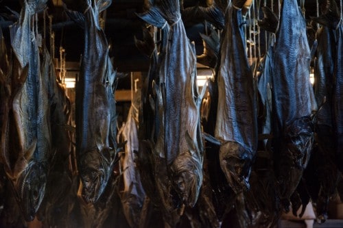 Salmon Left to Dry in Murakami Kikkawa Salmon Shop