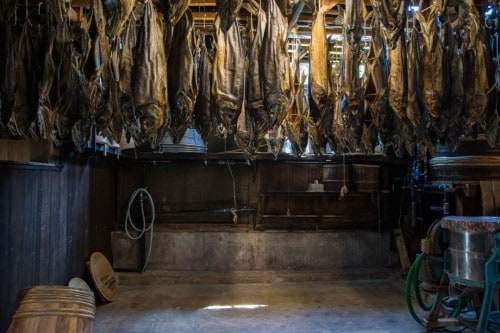 Drying Salmon in Murakami