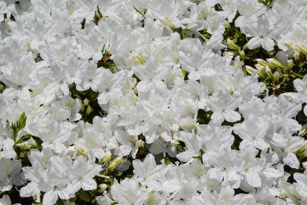 A White Bouquet, Murakami Gardens