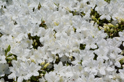 A White Bouquet, Murakami Gardens