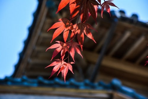 Autumn Colors in Murakami