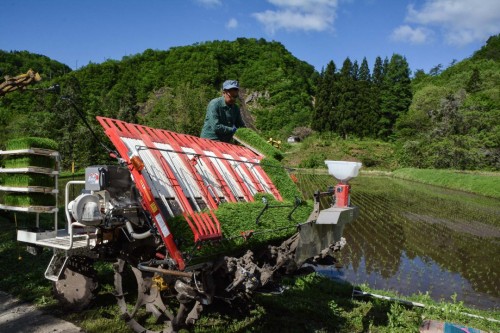 Rice Shoot Planting in Takane