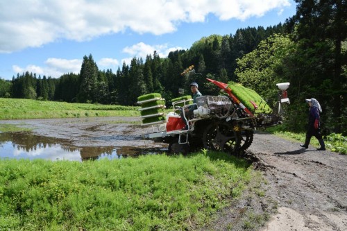 Driving the Planting Vehicle in Takane