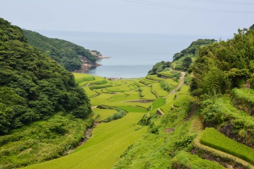 Rice fields, Hamanoura no Tanada, Saga prefecture, Kyushu.