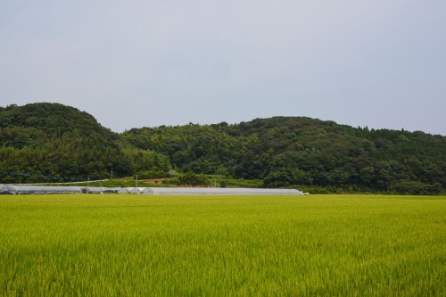 The Driving Path between Two Rice Fields, Saga prefecture, Kyushu.