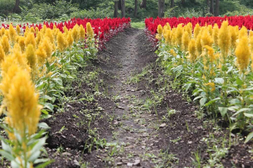 Kuju flower park in Rita prefecture, Kyushu, Japan.