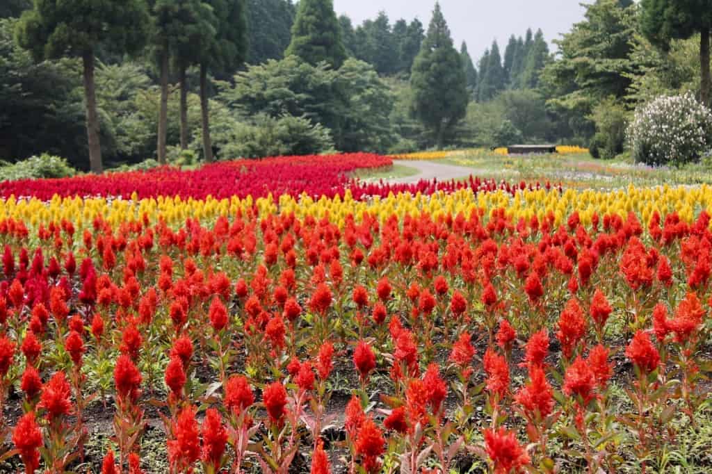 Celosia at kuju flower park