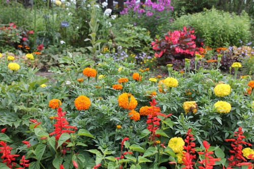 Kuju flower park in Rita prefecture, Kyushu, Japan.