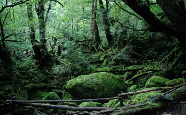 Yakushima's green forest, Kagoshima, Kyushu, Japan.