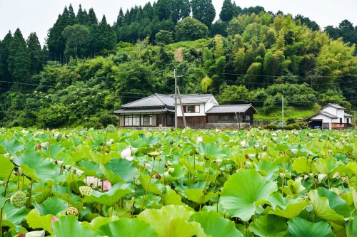 Mangatsu-ji temple which is famous for the lotus garden, Usuki, Oita, Japan.
