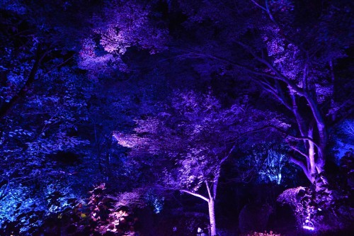 The Exhibition "a Forest Where Gods Live" produced by Teamlab at Mifuneyama rakuen garden at Takeo onsen, Saga.