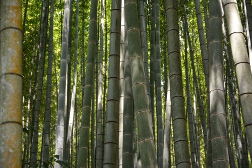 The bamboo forest at Takeo onsen, Saga prefecture, Kyushu.